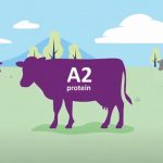 The dairy industry needs a strategic A2 policy