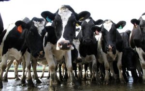 The lowdown on cull cows