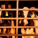 US pledges money and other aid to help track and contain bird flu on dairy farms