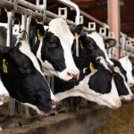 An H5N1 outbreak among dairy cows in the United States has spread to dairy workers.