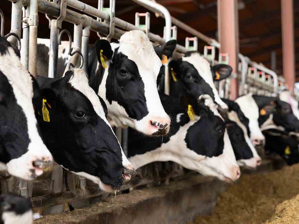 An H5N1 outbreak among dairy cows in the United States has spread to dairy workers.
