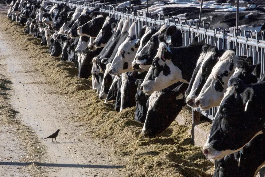 Will spiking price of meat & dairy save the planet
