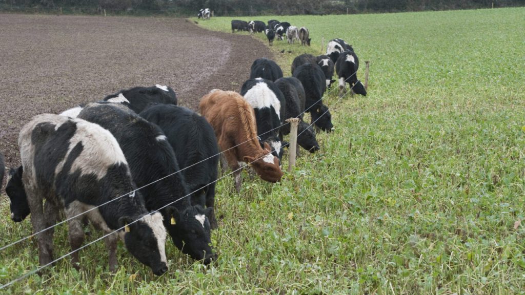 Alternative winter feed sources for dairy farmers