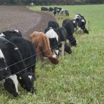 Alternative winter feed sources for dairy farmers