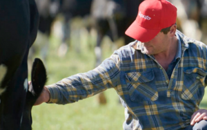 Aussie opening milk prices down the $8 line