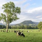 Australian study shows seaweed cuts cow methane without feed or milk impact