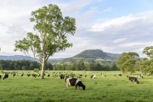 Australian study shows seaweed cuts cow methane without feed or milk impact