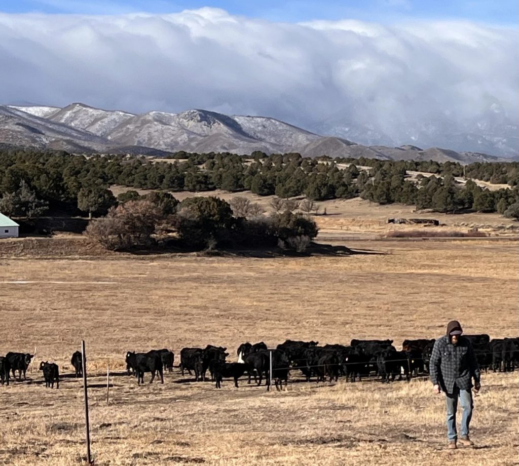 Bird flu detected in four Colorado dairy herds