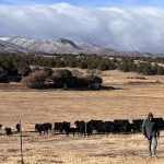 Bird flu detected in four Colorado dairy herds