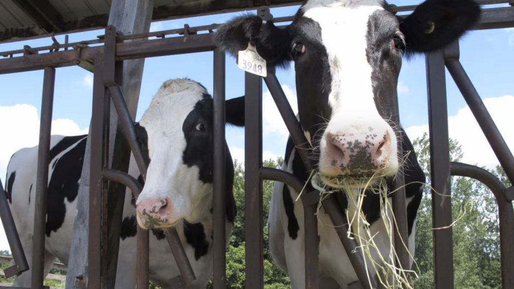 Bird flu hits dairy herd in Iowa