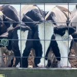 Bird flu leads to cancellation of 2024 Shiawassee County Fair dairy show