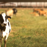 Buffalo County farm makes county history during dairy month