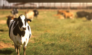 Buffalo County farm makes county history during dairy month