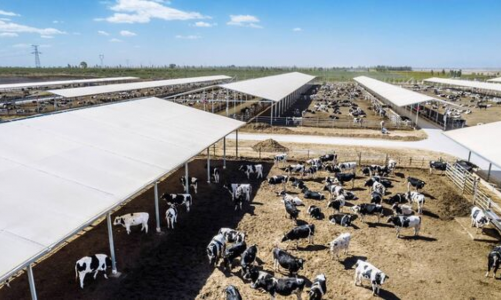 China's rising dairy self-sufficiency knocks global trade