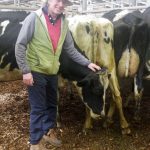 Cows in-milk are in demand