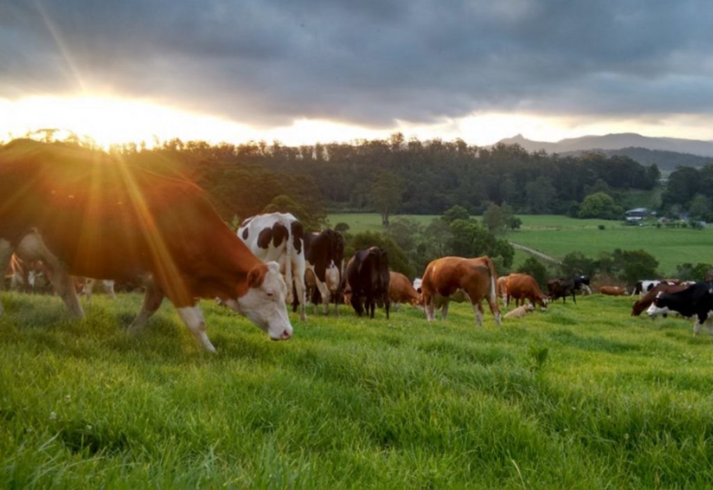 Dairy Farmers Face Fresh Pressures