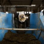 Dairy cows cut the cheese, UW-Madison researchers cut the emissions