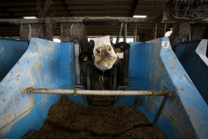 Dairy cows cut the cheese, UW-Madison researchers cut the emissions