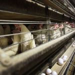 Dairy farms get bird flu map