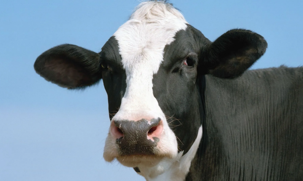Denmark agrees to world’s first livestock carbon tax; will cost farmers $100 per cow