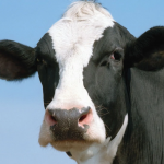 Denmark agrees to world’s first livestock carbon tax; will cost farmers $100 per cow