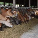 Expert Shares the Scoop on Dairy Market Movements and Seasonal Demand