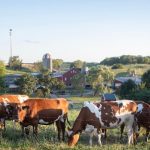 Fat is back Why MD dairy farmers are curdling more cheese