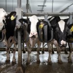 First case of bird flu in Iowa dairy herd detected