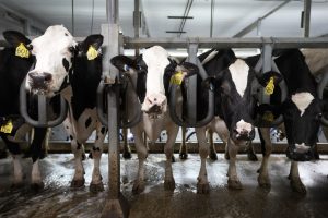 First case of bird flu in Iowa dairy herd detected