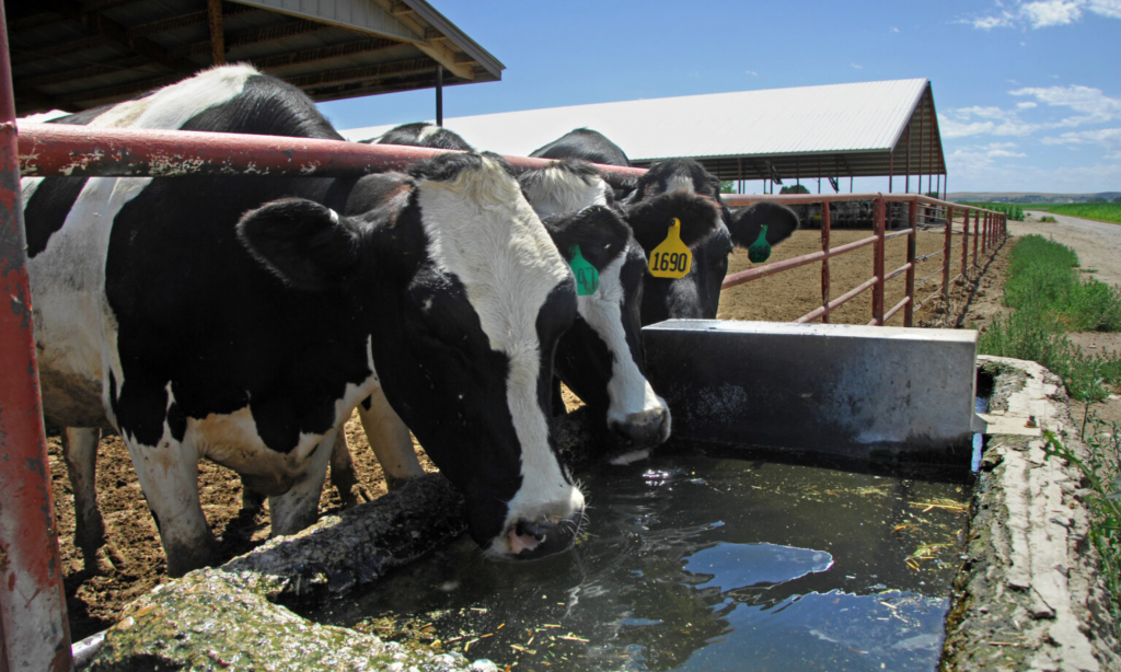 Four states to begin voluntary testing for bird flu in dairy farm milk tanks