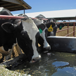 Four states to begin voluntary testing for bird flu in dairy farm milk tanks