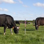 Gallagher and Barenbrug buy up Farmote Systems assets