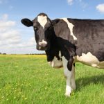 Governor Hochul Announces $21 Million Available to Help Dairy Farmers Protect Water Quality and Reduce Carbon Footprint