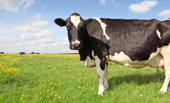 Governor Hochul Announces $21 Million Available to Help Dairy Farmers Protect Water Quality and Reduce Carbon Footprint