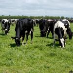 H5N1 INFECTS MINNESOTA DAIRY HERD