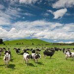 Hamilton to host Holstein-Friesian NZ conference