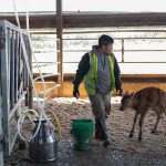 How farmworker overtime rules left some dairy farmers without reimbursement options