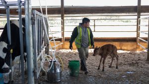 How farmworker overtime rules left some dairy farmers without reimbursement options