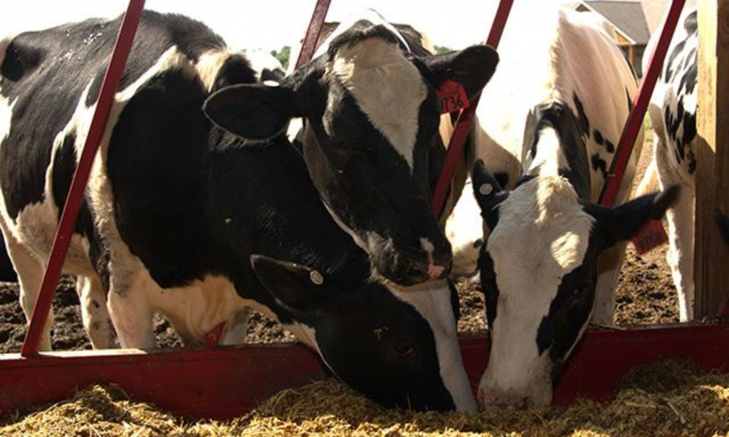 Iowa Tests Nearby Dairy Farms for H5N1
