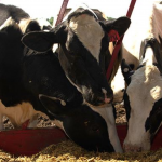 Iowa Tests Nearby Dairy Farms for H5N1