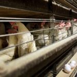 Iowa asks USDA for help after 2nd case of bird flu detected in another dairy herd