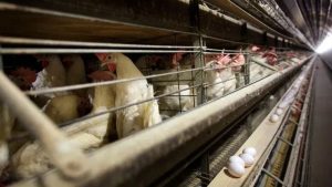 Iowa asks USDA for help after 2nd case of bird flu detected in another dairy herd