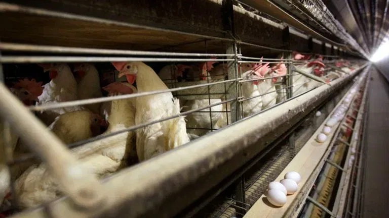 Iowa asks USDA for help after 2nd case of bird flu detected in another dairy herd