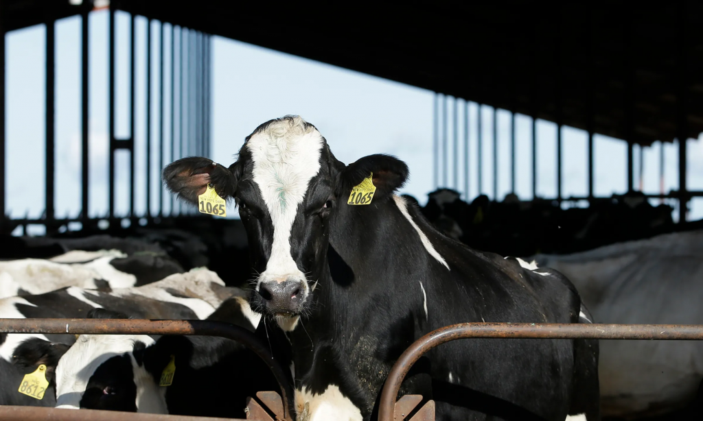 Iowa dairy herds report several new cases of HPAI; how to take precautions at fairs and shows