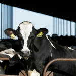 Iowa dairy herds report several new cases of HPAI; how to take precautions at fairs and shows