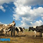 Milk, the noblest of foods and a long way home