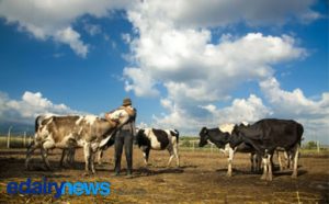 Milk, the noblest of foods and a long way home