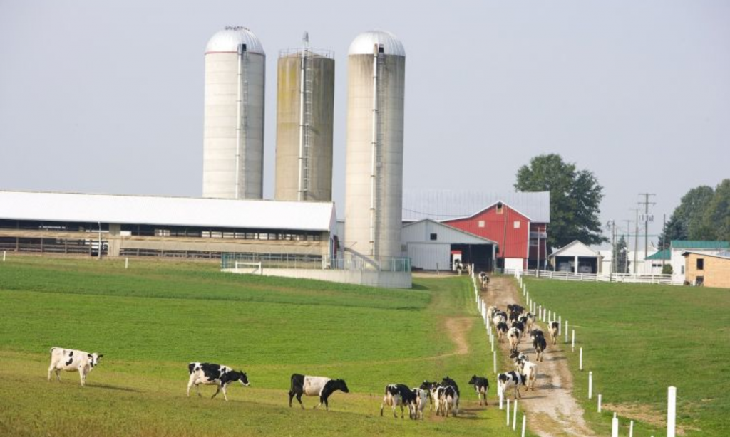 MSU seeks nominations for 2025 Dairy Farmer of the Year Award