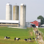 MSU seeks nominations for 2025 Dairy Farmer of the Year Award