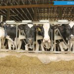 Mastitis in fresh heifers A major problem